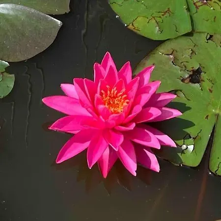 Jolie Maison Avec Cheminee, A La Campagne Taix